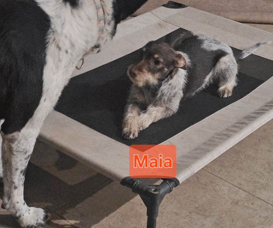 Maia thumbnail 3