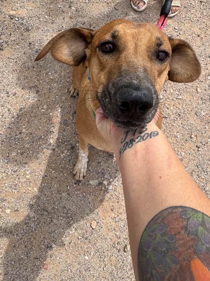A young medium-sized female Mixed Breed dog named Rose for adoption in Tonopah, AZ