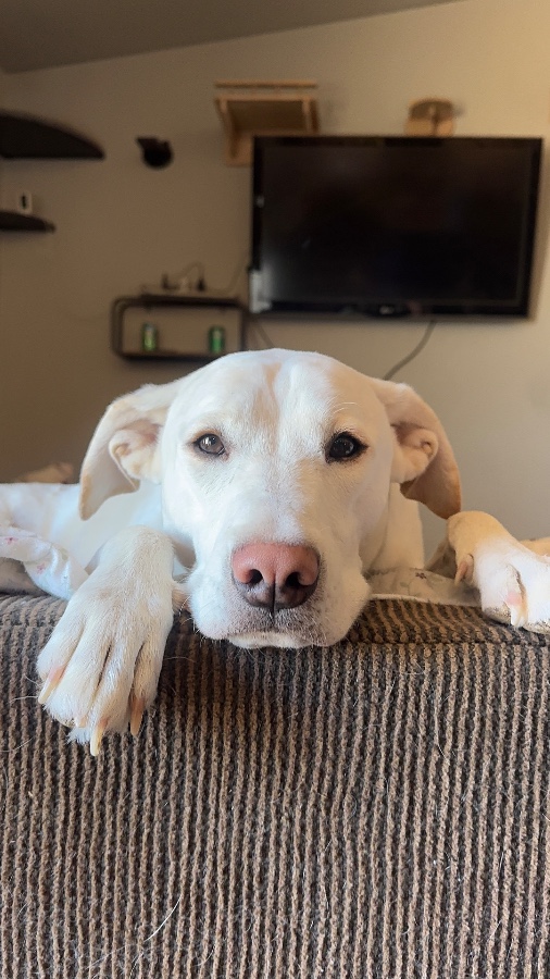 An adult medium-sized male Labrador Retriever dog named Polaris for adoption in Tonopah, AZ
