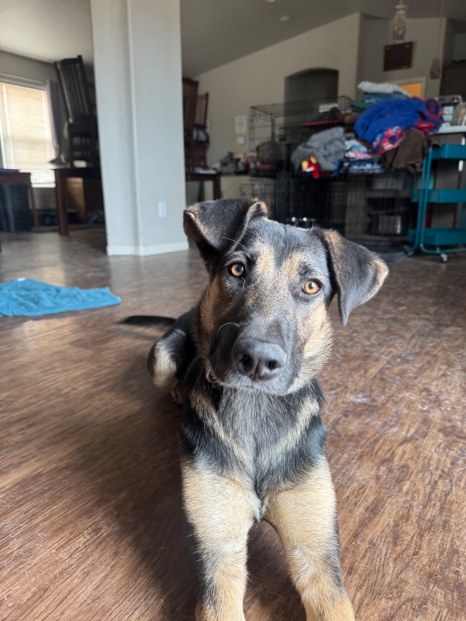 A young medium-sized female German Shepherd Dog dog named Peaches for adoption in Tonopah, AZ