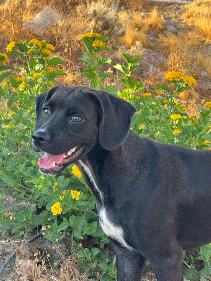 A baby medium-sized male Cocker Spaniel dog named Kane for adoption in Tonopah, AZ