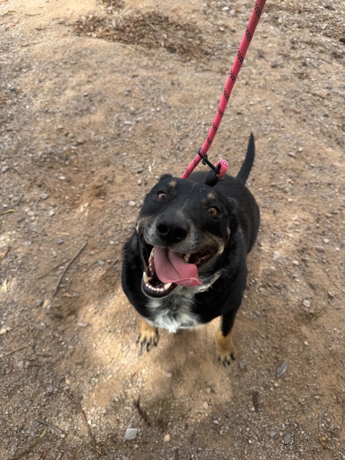 An adult medium-sized male Australian Cattle Dog / Blue Heeler dog named Diggs for adoption in Tonopah, AZ