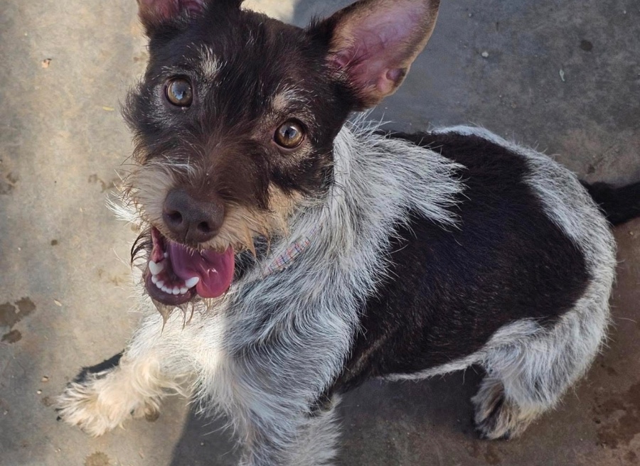 A young medium-sized female Australian Cattle Dog / Blue Heeler dog named Maia for adoption in Tonopah, AZ