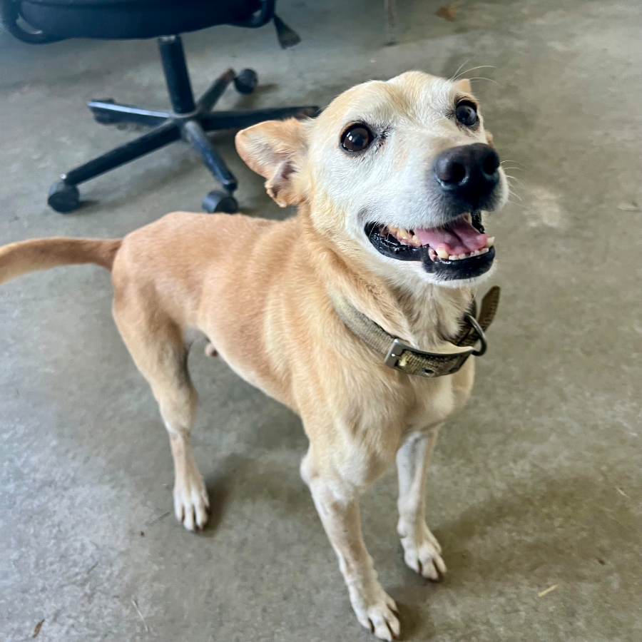 A senior small-sized male Chihuahua dog named Taco for adoption in Albany, MO