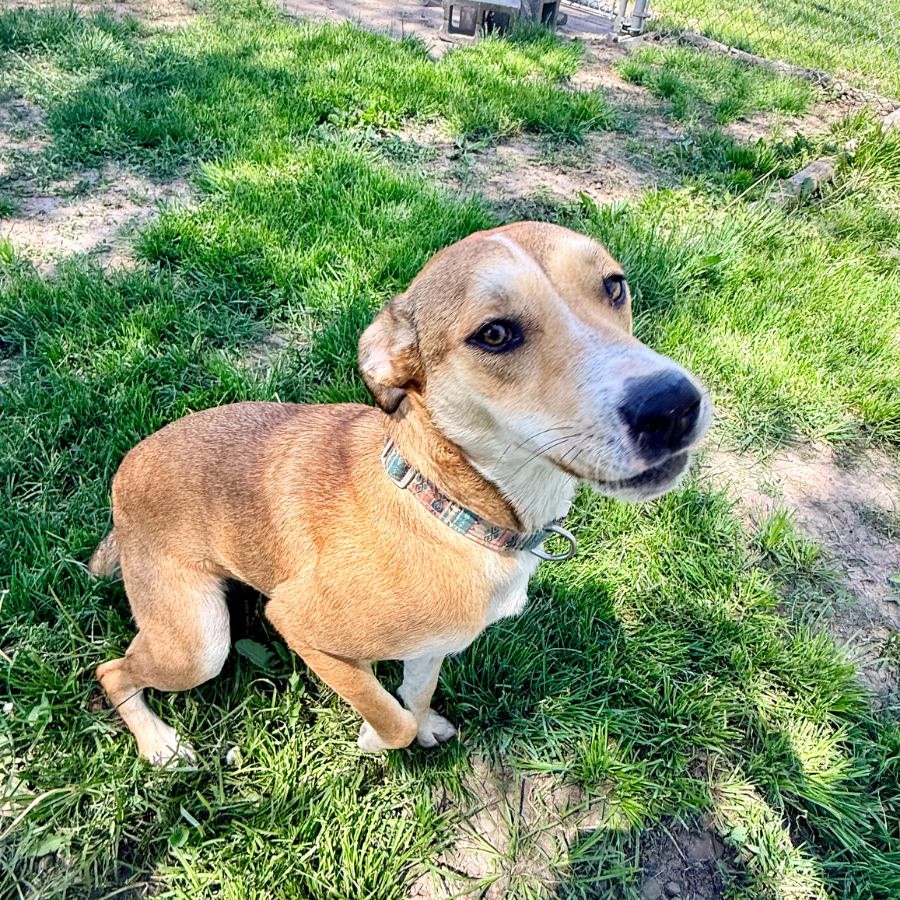 Hazel