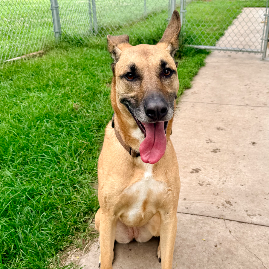 An adult large-sized female German Shepherd Dog dog named Daisy for adoption in Albany, MO