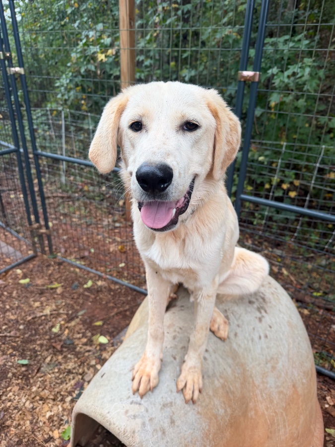 A baby medium-sized male Great Pyrenees / Bluetick Coonhound / Mixed (medium Coat) dog named Shiloh for adoption in Seneca, SC