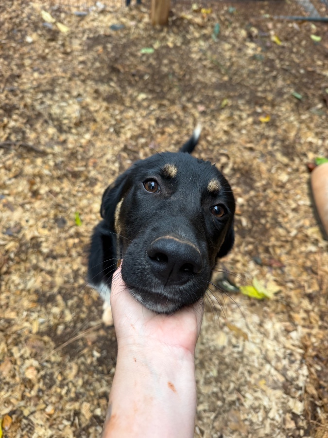 A baby medium-sized male Great Pyrenees / Mixed (medium Coat) dog named Wayne for adoption in Seneca, SC