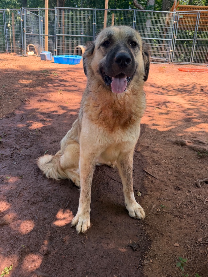 An adult medium-sized female Great Pyrenees / Anatolian Shepherd / Mixed (long Coat) dog named Ruthie for adoption in Seneca, SC