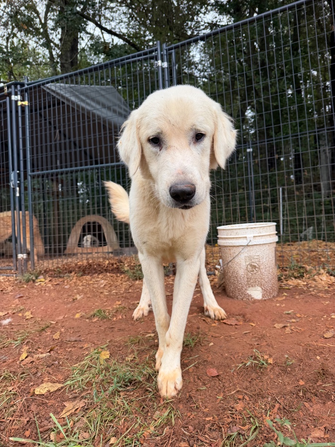 A young medium-sized male White Great Pyrenees (medium Coat) dog named Hero for adoption in Seneca, SC