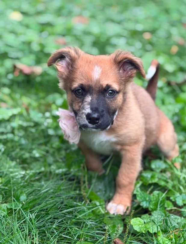 A baby medium-sized female Mixed Breed dog named Rosie for adoption in CHURCHVILLE, NY