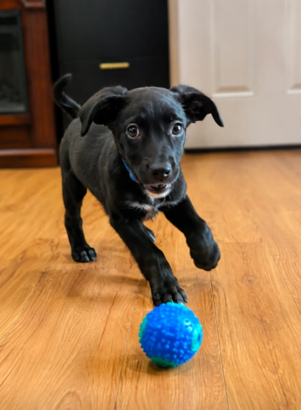 A baby medium-sized male Australian Cattle Dog / Blue Heeler dog named Gunner for adoption in CHURCHVILLE, NY