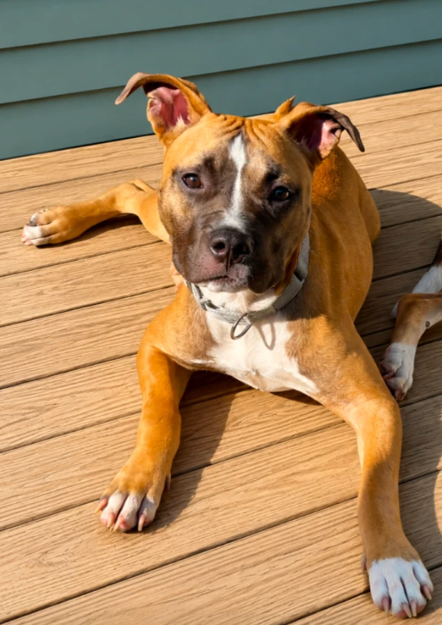 Ranger thumbnail 3