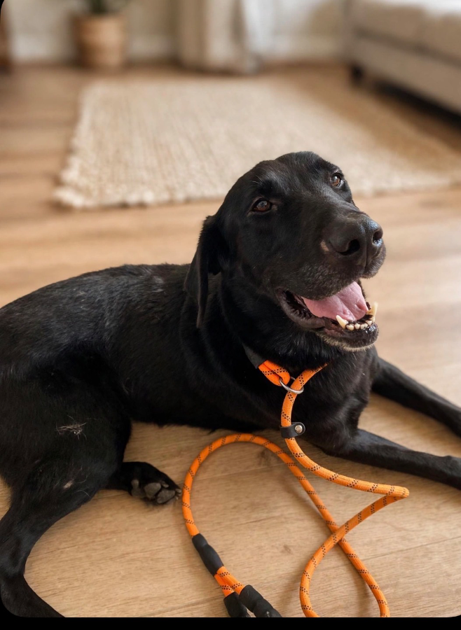 A young large-sized female Labrador Retriever dog named Tammy for adoption in CHURCHVILLE, NY