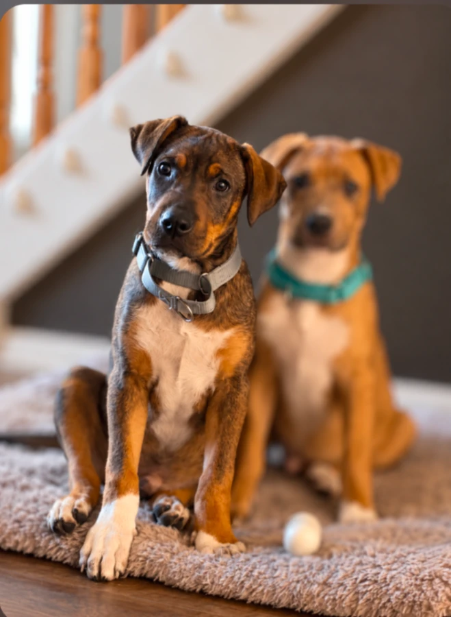 A baby large-sized male Yellow / Tan / Blond / Fawn Mixed Breed dog named Dylan for adoption in Rochester, NY