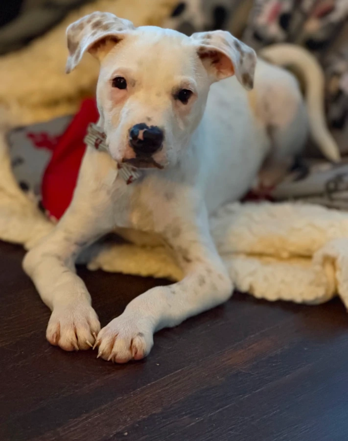 A baby medium-sized male White / Cream Terrier dog named Edward for adoption in Rochester, NY