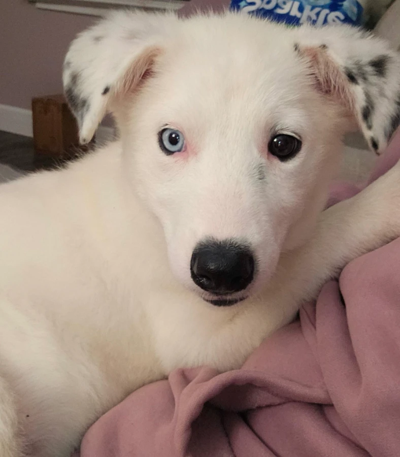 A baby large-sized female Husky dog named Elsa for adoption in CHURCHVILLE, NY