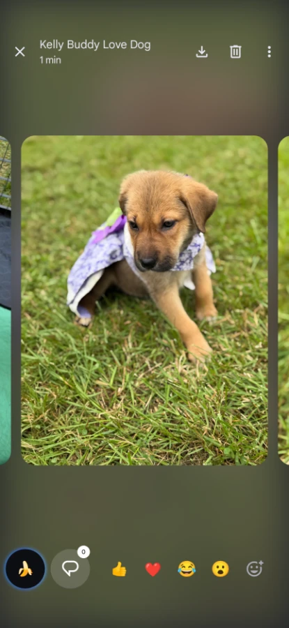 A baby medium-sized female German Shepherd Dog dog named Miranda for adoption in CHURCHVILLE, NY