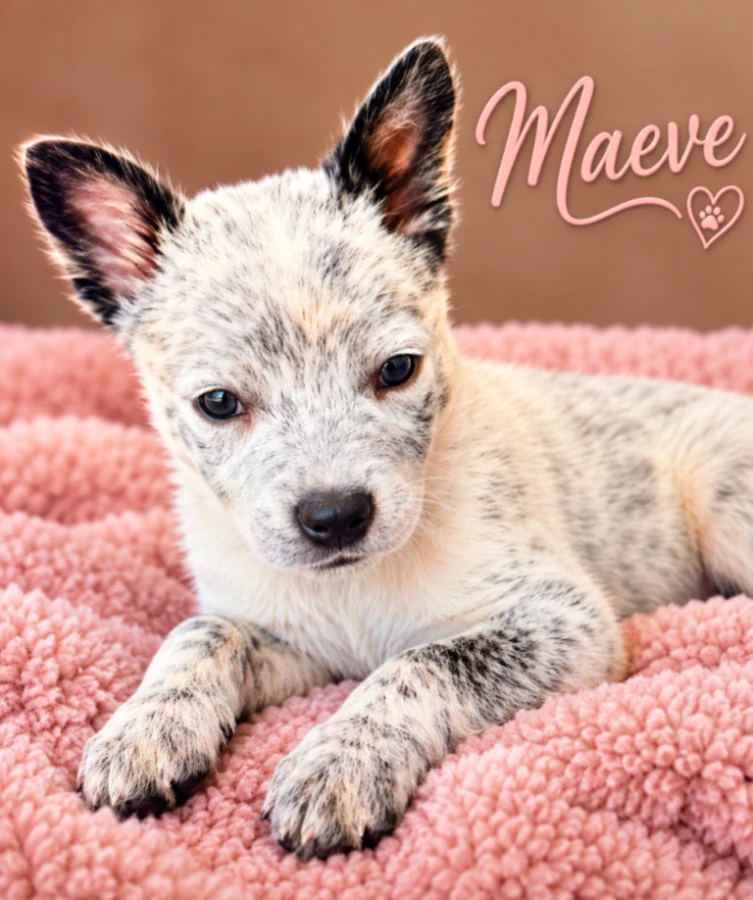 A baby large-sized female Australian Cattle Dog / Blue Heeler dog named Maeve for adoption in CHURCHVILLE, NY