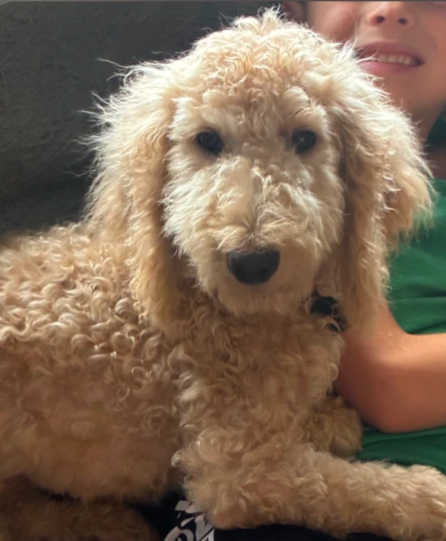 A baby large-sized female Standard Poodle dog named May for adoption in CHURCHVILLE, NY