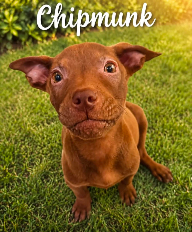 A baby medium-sized female Pit Bull Terrier dog named Chipmunk for adoption in CHURCHVILLE, NY