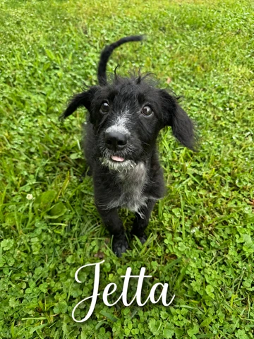 A baby medium-sized female Black Labrador Retriever dog named Jetta for adoption in CHURCHVILLE, NY