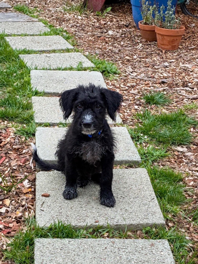 A baby medium-sized male Australian Cattle Dog / Blue Heeler dog named Inky for adoption in CHURCHVILLE, NY