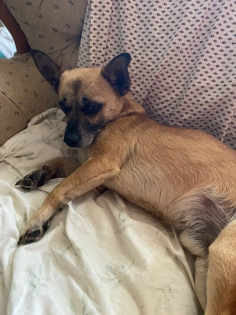 A young small-sized male Chihuahua dog named Shorty for adoption in CHURCHVILLE, NY