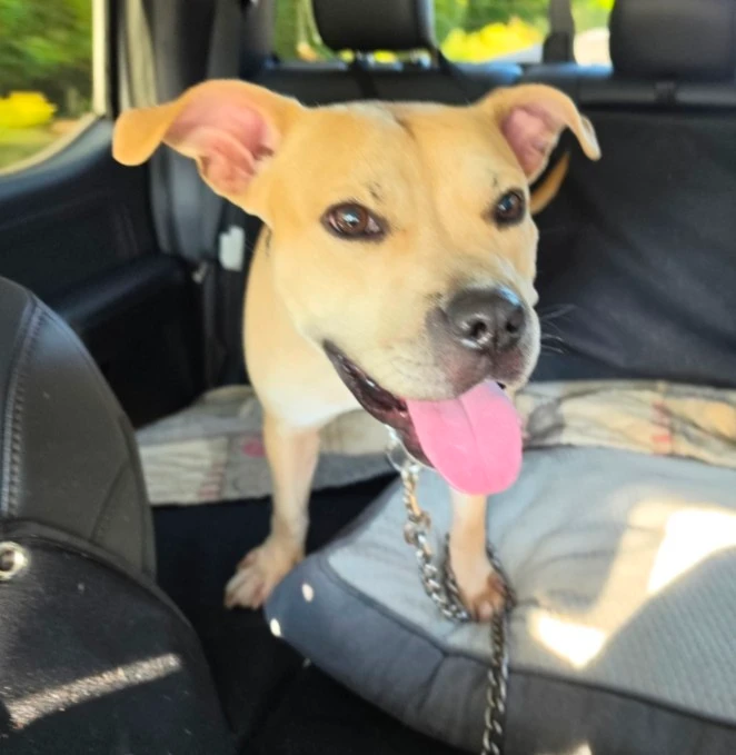 A young medium-sized male Yellow / Tan / Blond / Fawn Pit Bull Terrier dog named Laredo for adoption in CHURCHVILLE, NY
