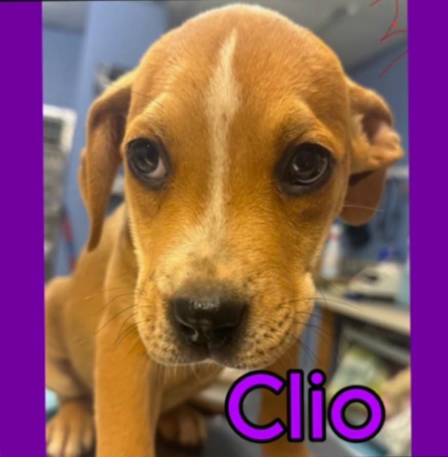 Clio thumbnail 2