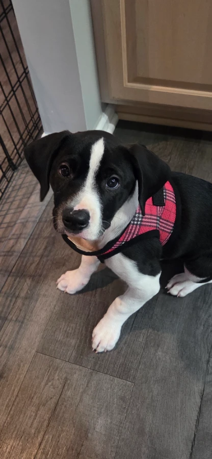 A baby medium-sized female Terrier dog named Elizabeth for adoption in CHURCHVILLE, NY