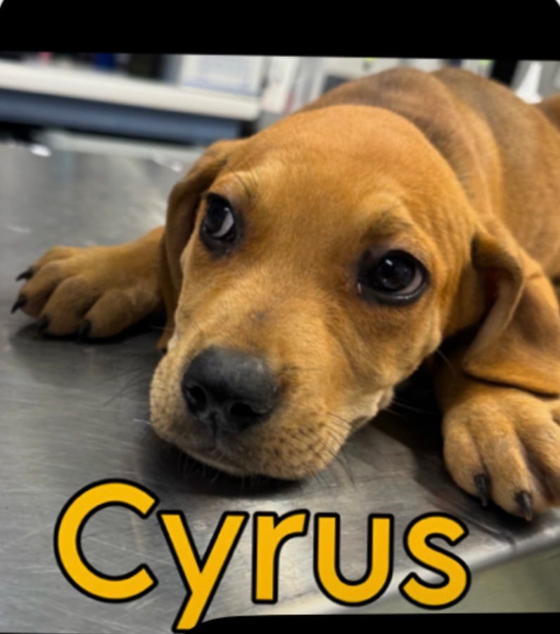 Cyrus thumbnail 2