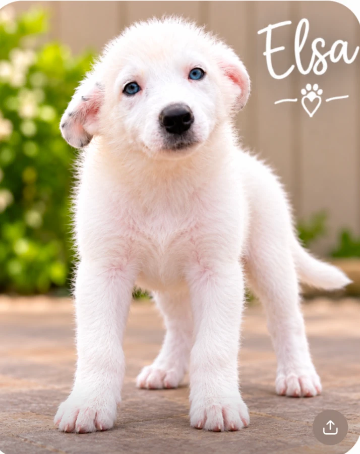Elsa thumbnail 2