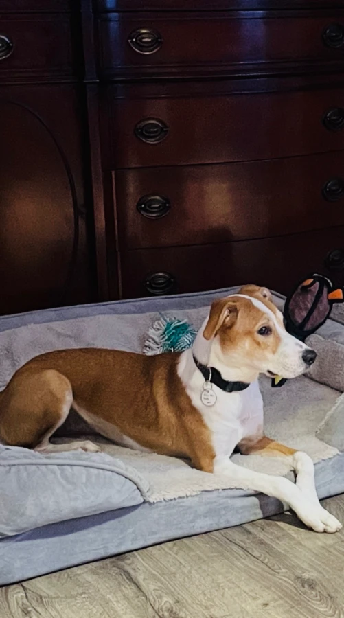Allie Mae