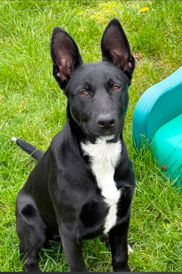 A baby medium-sized male German Shepherd Dog dog named Duke for adoption in CHURCHVILLE, NY