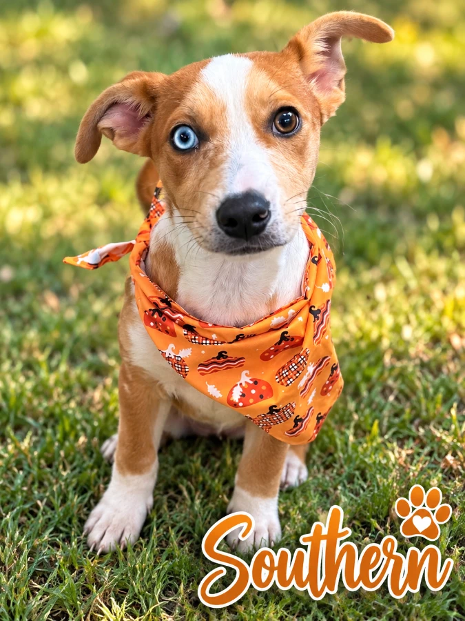 A baby medium-sized female Mixed Breed dog named Southern for adoption in CHURCHVILLE, NY