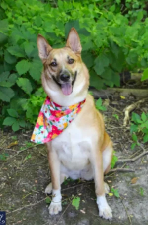 An adult medium-sized female Carolina Dog dog named Foxy for adoption in CHURCHVILLE, NY
