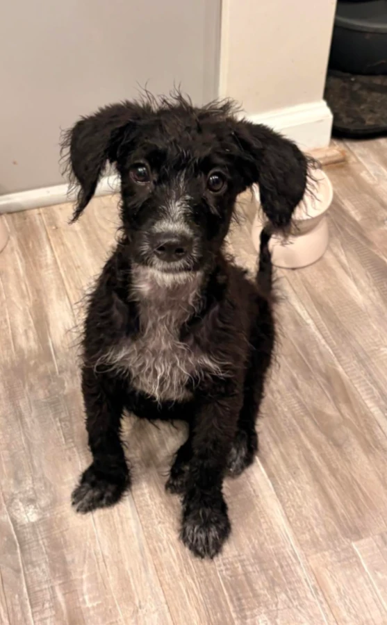 A baby medium-sized female Australian Cattle Dog / Blue Heeler dog named Jetta for adoption in CHURCHVILLE, NY