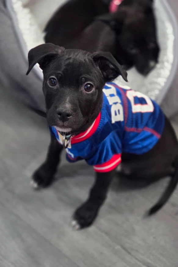 A baby medium-sized male Mixed Breed dog named Tate for adoption in CHURCHVILLE, NY