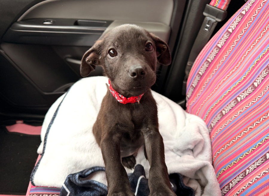 A baby small-sized male Pit Bull Terrier dog named Mouse for adoption in CHURCHVILLE, NY