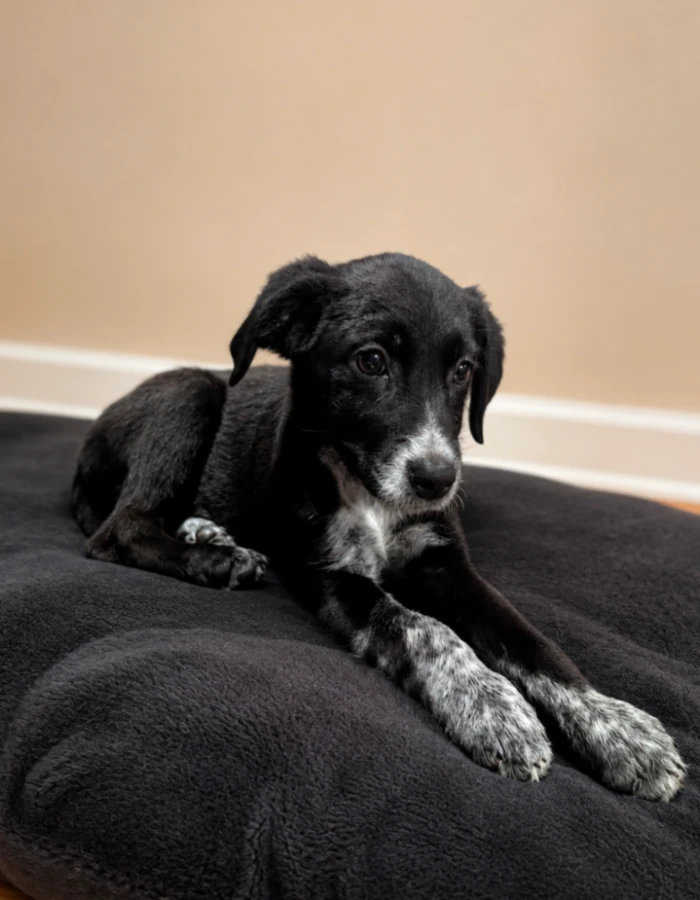 A baby medium-sized female Australian Cattle Dog / Blue Heeler dog named Stormy for adoption in CHURCHVILLE, NY