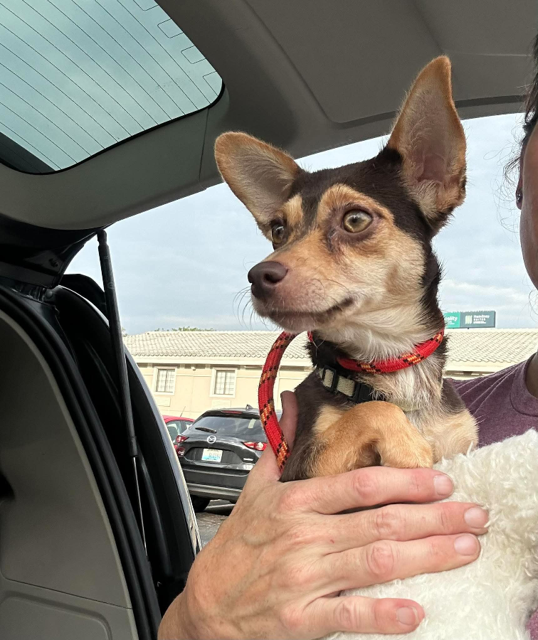 A young small-sized female Chihuahua dog named Gia (the Chia) for adoption in CHURCHVILLE, NY