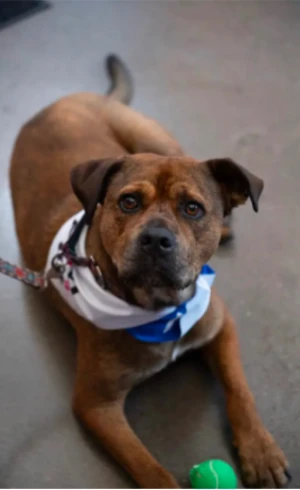 An adult large-sized male Rottweiler dog named Hoss for adoption in CHURCHVILLE, NY