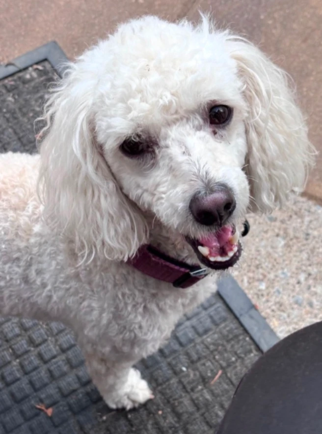 An adult small-sized female Miniature Poodle dog named Bella for adoption in CHURCHVILLE, NY