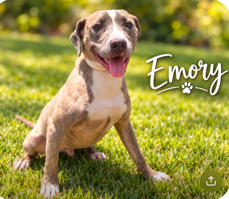 A young large-sized male Pit Bull Terrier dog named Emory for adoption in CHURCHVILLE, NY