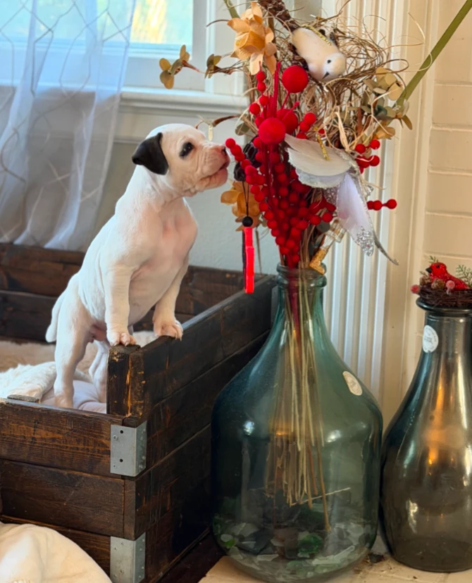 A baby medium-sized female Boxer dog named Lexi for adoption in CHURCHVILLE, NY
