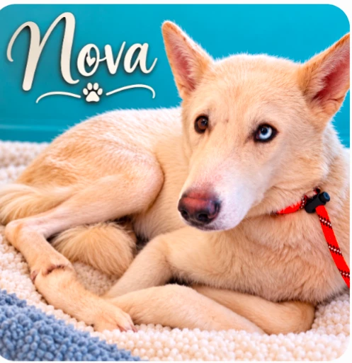 An adult large-sized female Husky dog named Nova for adoption in CHURCHVILLE, NY