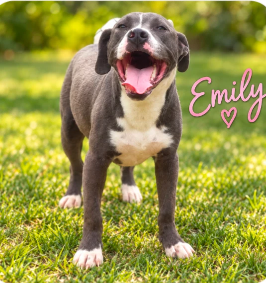 A baby large-sized female Pit Bull Terrier dog named Emily for adoption in CHURCHVILLE, NY