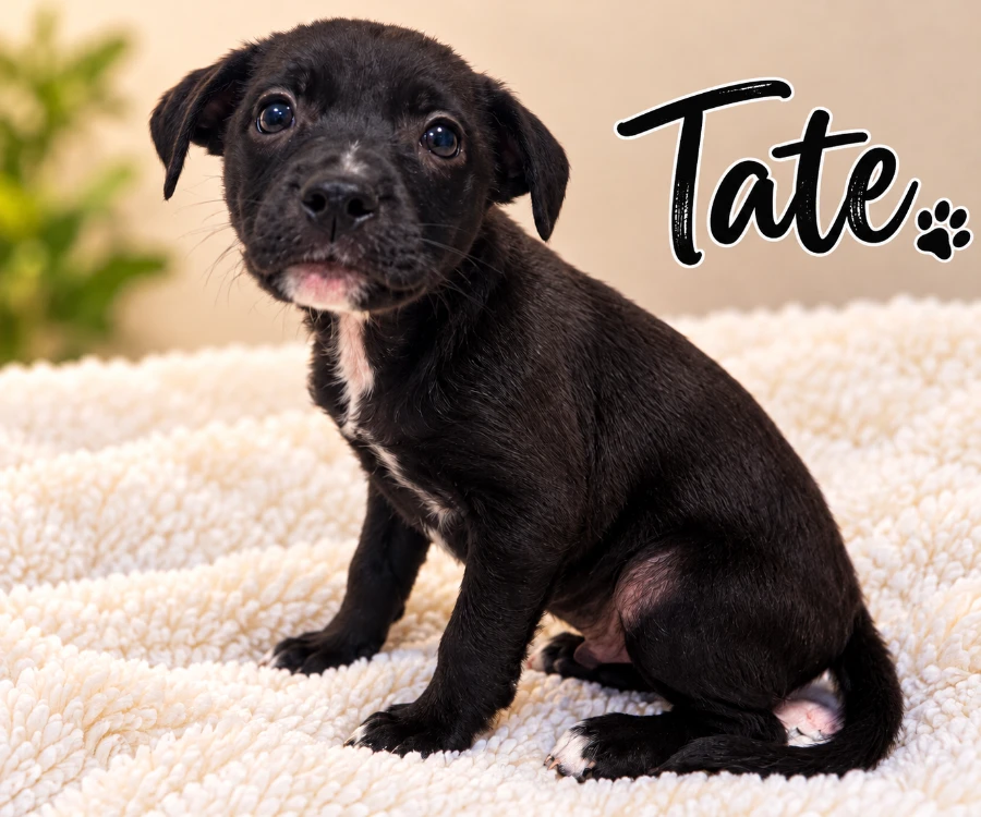 A baby medium-sized male Mixed Breed dog named Tate for adoption in CHURCHVILLE, NY