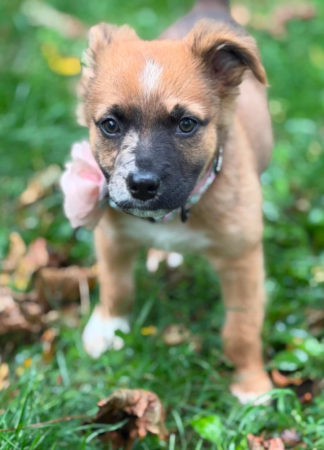 Rosie thumbnail 6